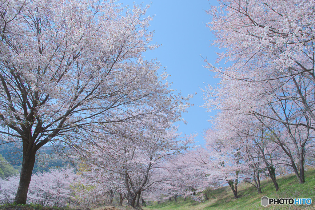 虎山の千本桜