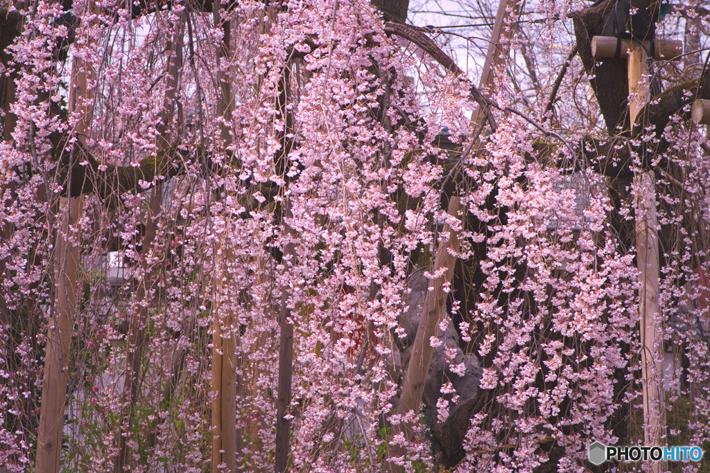 地蔵院の枝垂れ桜