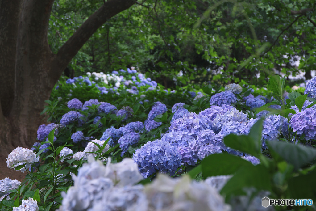 大宮第二公園