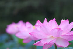薬師池公園