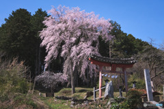 日枝神社の枝垂れ桜
