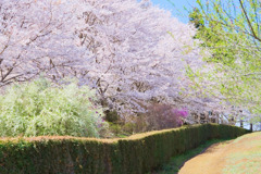 春の路