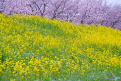 なぐわし公園 PiKOA