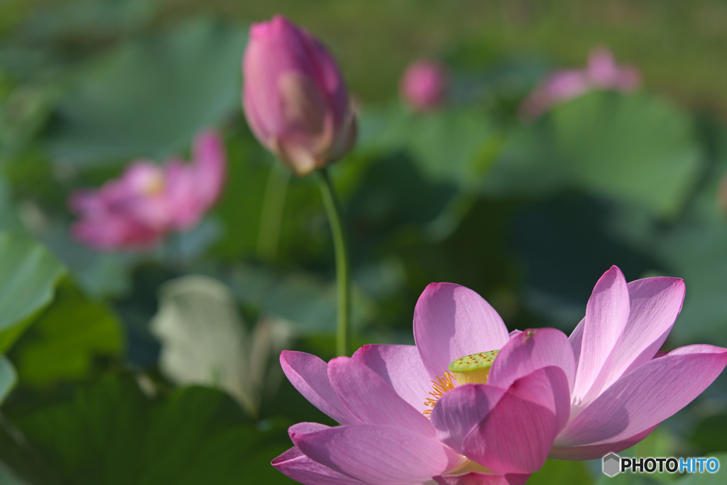 毛呂山総合公園