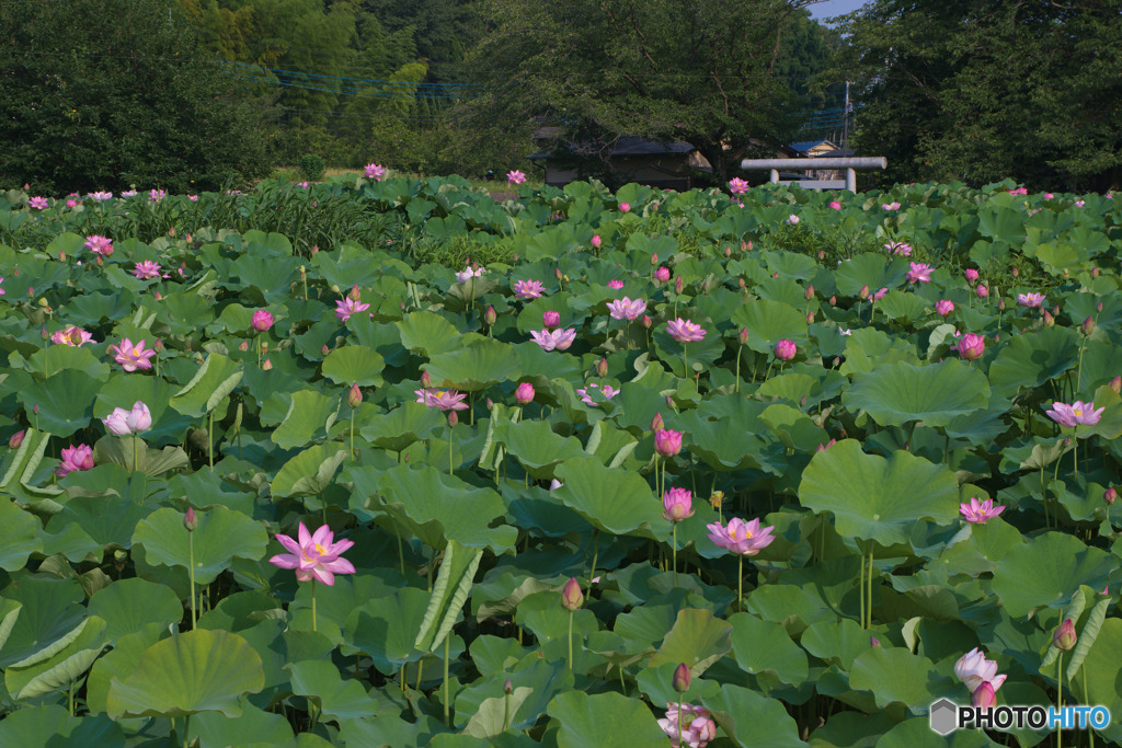 小山田神社