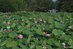 小山田神社