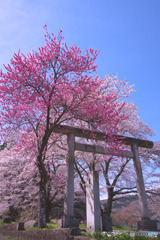 八幡神社（花桃の里）