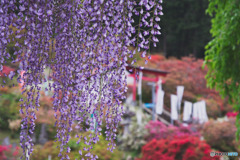 五大尊つつじ公園