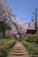 山寺の桜