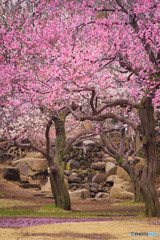 所沢航空記念公園の梅園