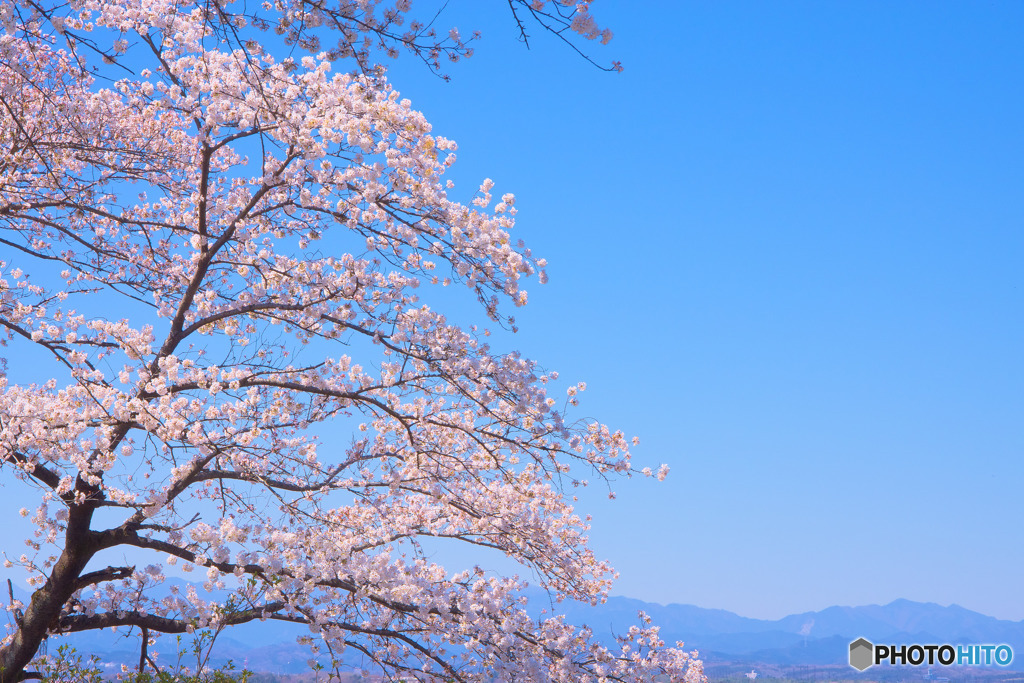 稲荷山公園展望台の桜