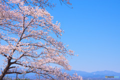 稲荷山公園展望台の桜