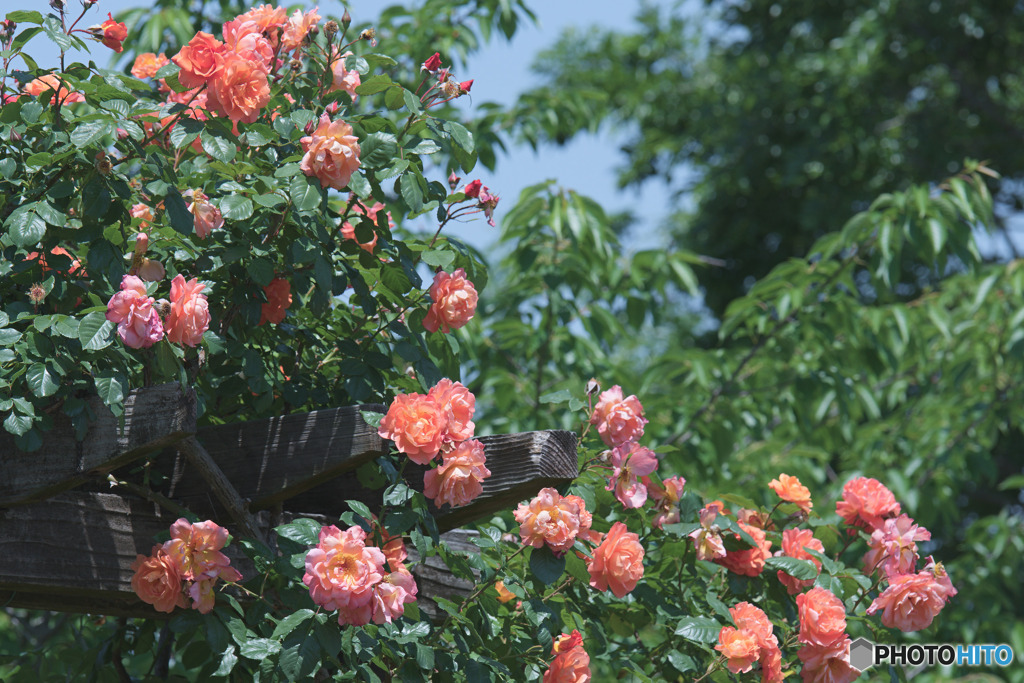 花久の里