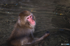 智光山公園こども動物園