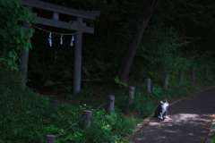 猫、宮、ひなた