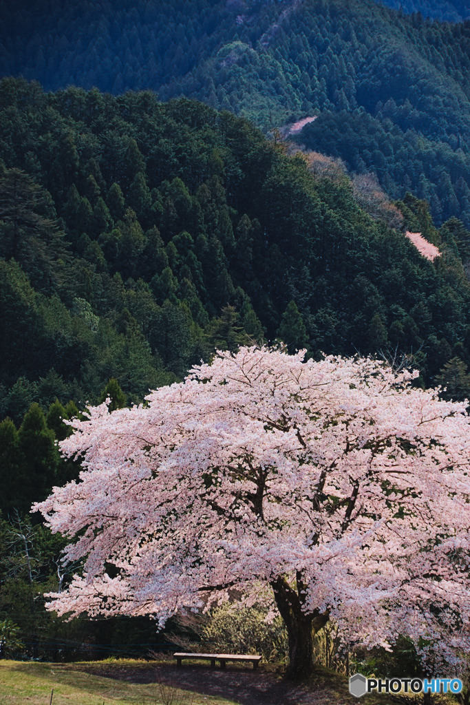 八徳の一本桜