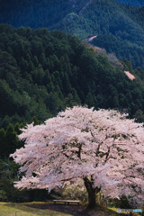 八徳の一本桜