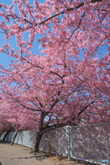 生田河津桜並木