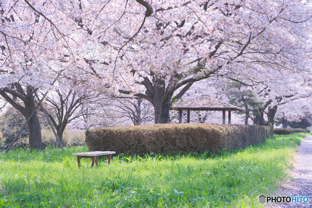 小ケ谷桜堤