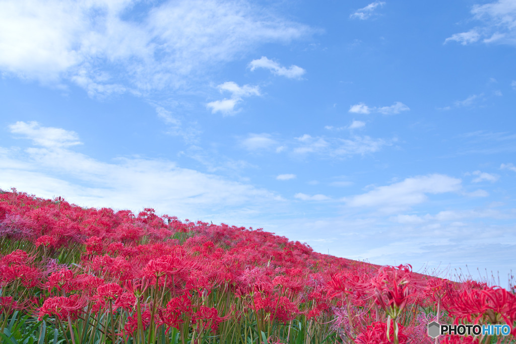 荒川左岸 大久保浄水場周辺