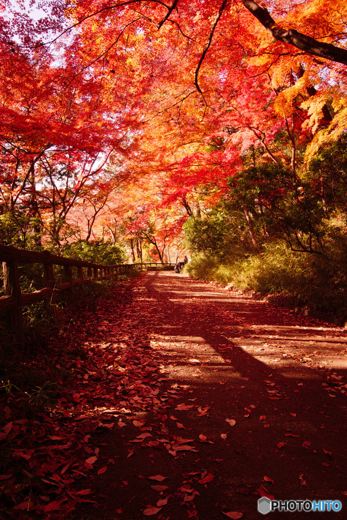 紅葉の路