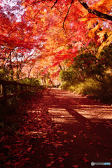 紅葉の路