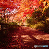 紅葉の路