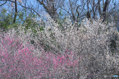 小峰公園
