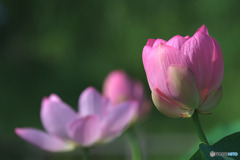 毛呂山総合公園