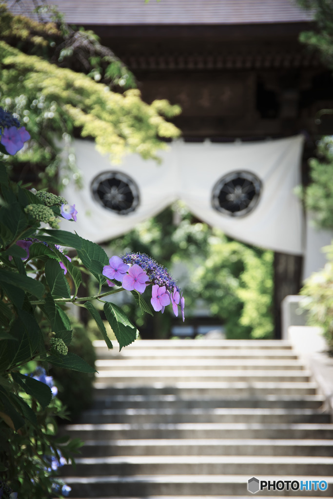 紫陽花の寺へようこそ