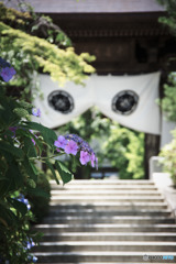 紫陽花の寺へようこそ