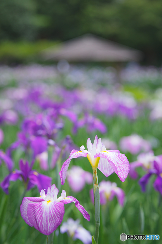 染谷花しょうぶ園