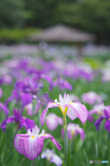 染谷花しょうぶ園