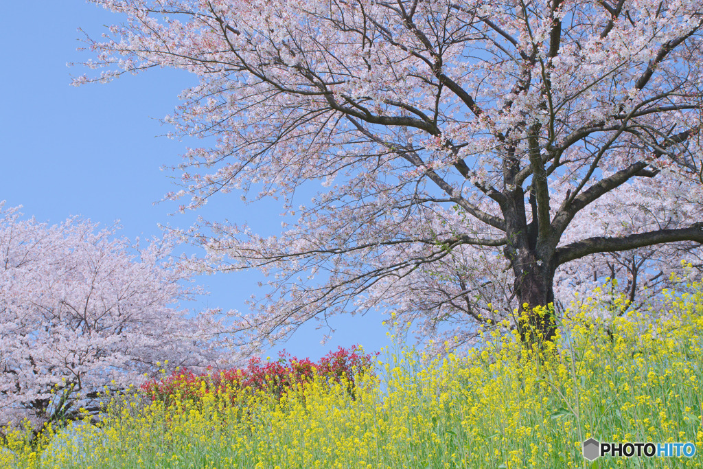 山田桜堤