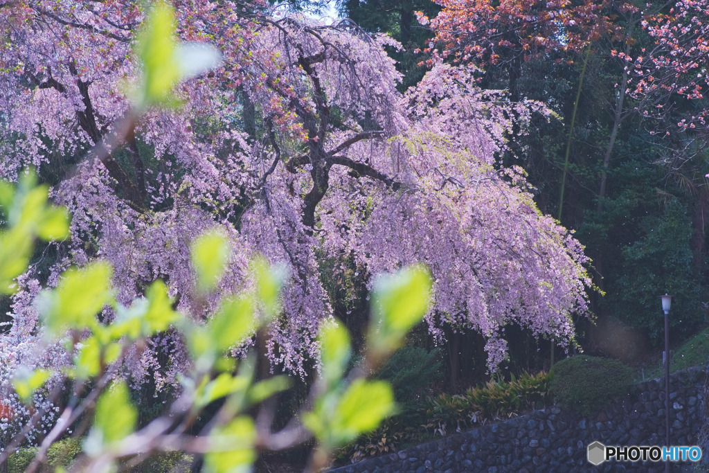 宗泉寺の桜