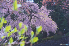 宗泉寺の桜