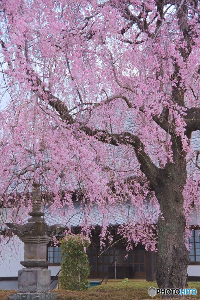 勝光寺の枝垂れ桜