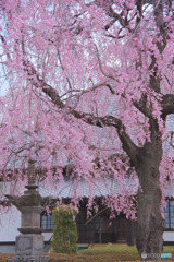 勝光寺の枝垂れ桜
