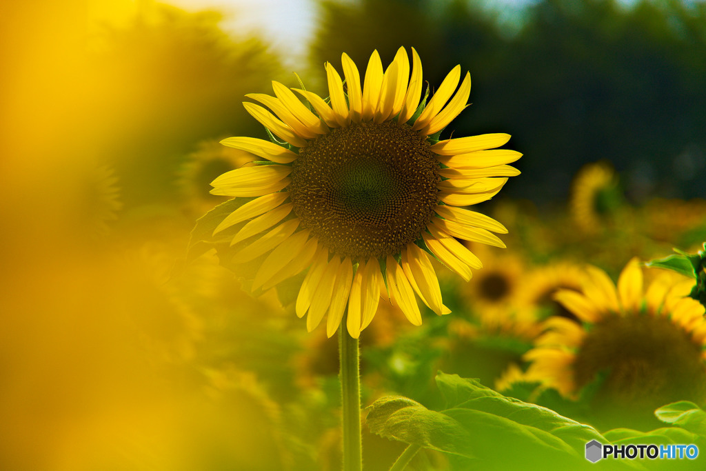 太陽の花