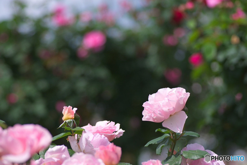 植木内公園