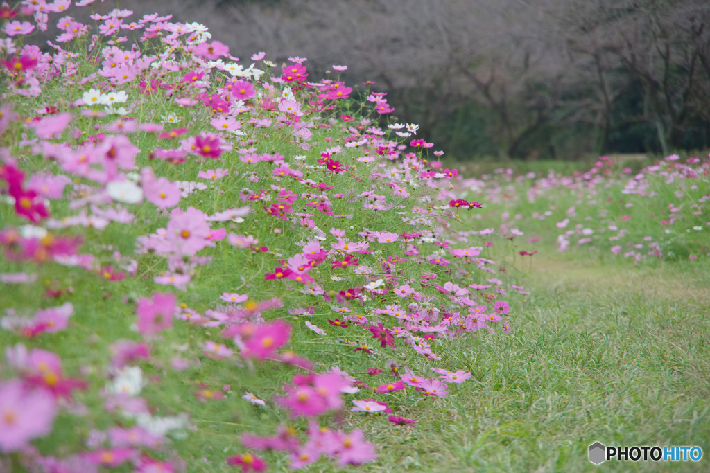 巾着田の状況