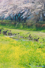 桜と菜の花
