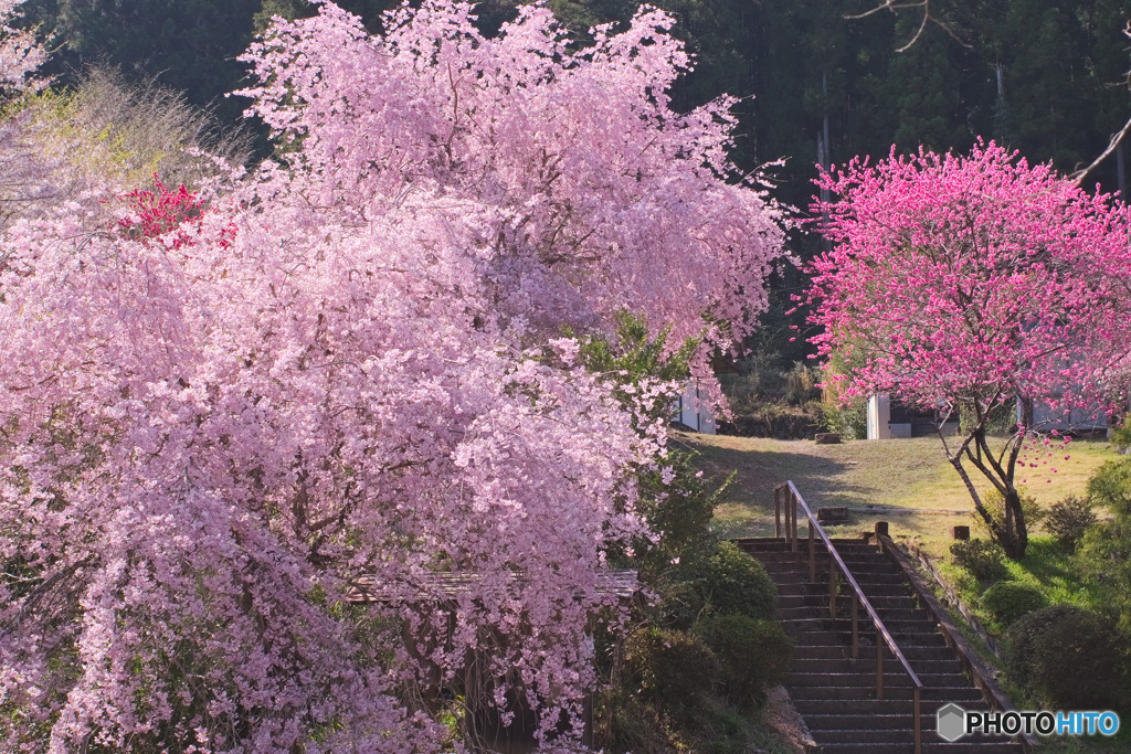 白髭神社（中藤中郷）