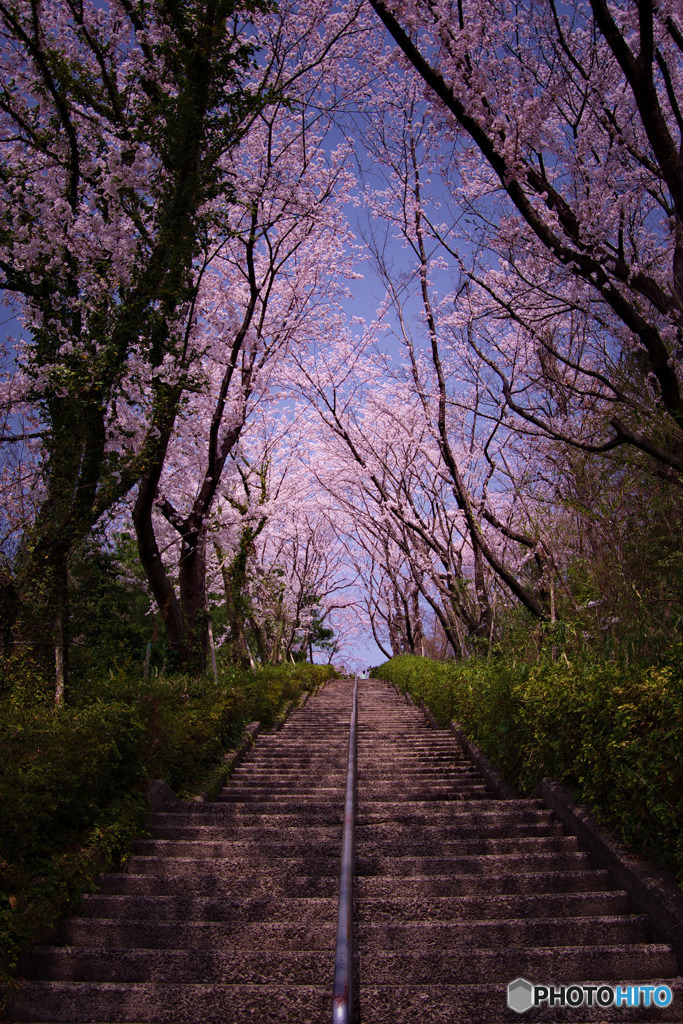 瑞穂ビューパークの桜