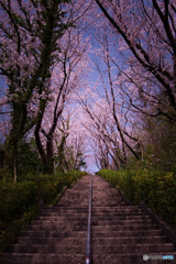 瑞穂ビューパークの桜