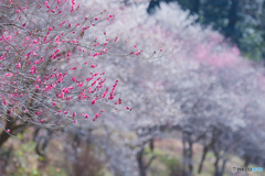 小峰公園