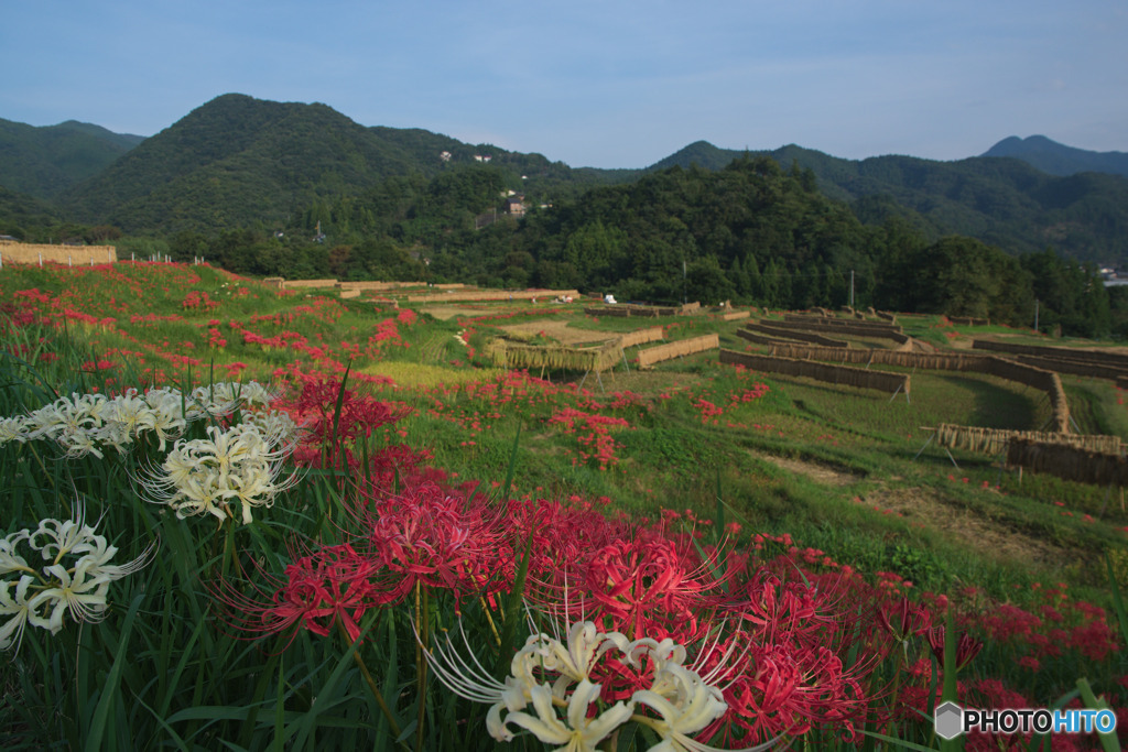 寺坂棚田
