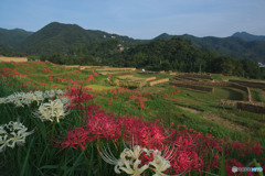 寺坂棚田