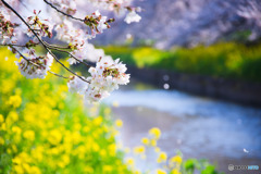 桜吹雪