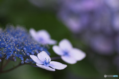 薬師池公園